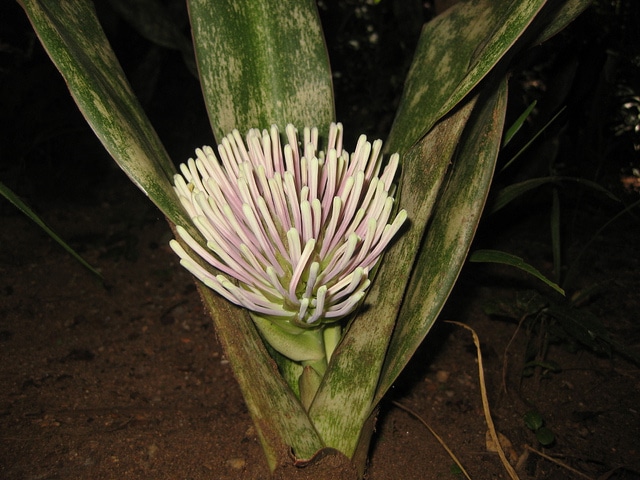 Sansevieria kirkii