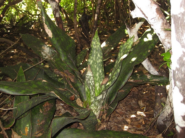 Sansevieria kirkii (Sansevieria kirkii)