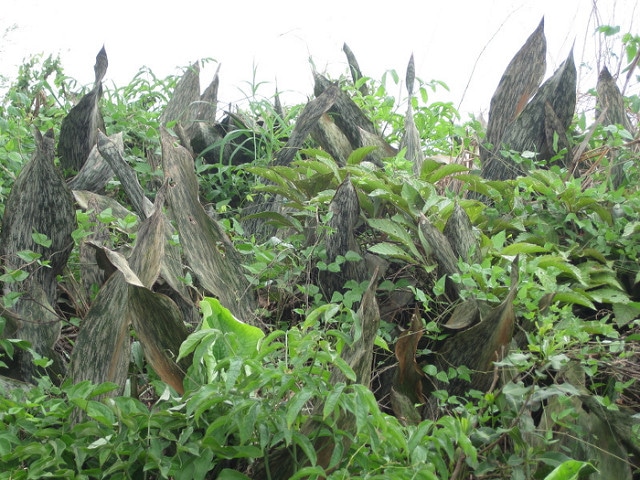 Sansevieria longiflora (Sansevieria longiflora)