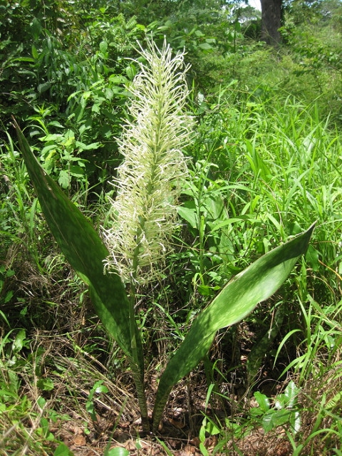 Sansevieria longiflora