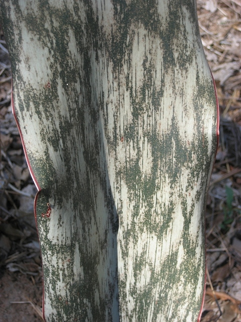 Sansevieria metallica