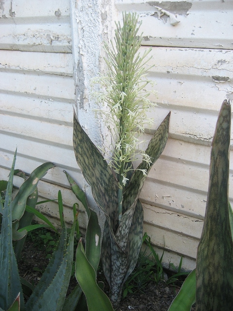 Sansevieria metallica