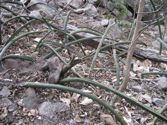 Sansevieria stuckyi