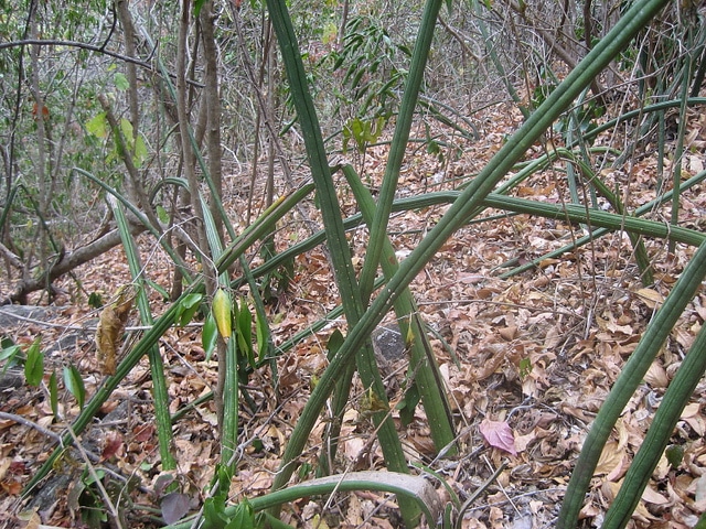 Sansevieria stuckyi
