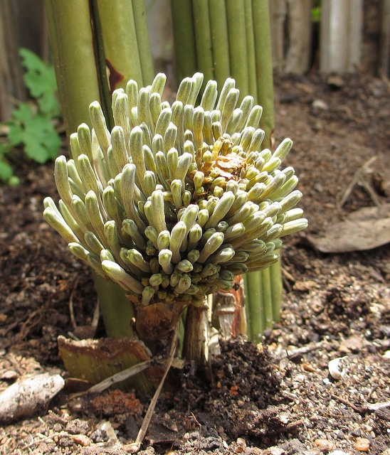 Sansevieria stuckyi