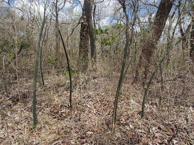 Sansevieria stuckyi (Sansevieria stuckyi)