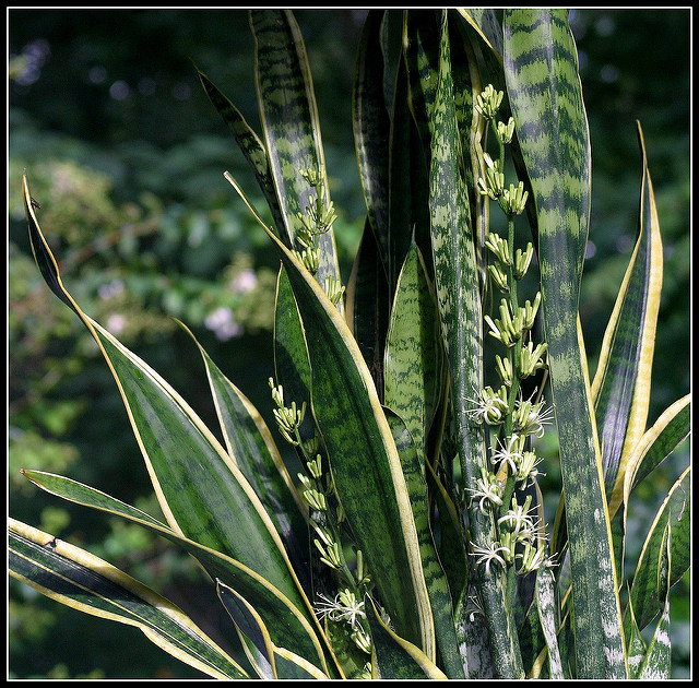 Langue de belle-mère (Sansevieria trifasciata)