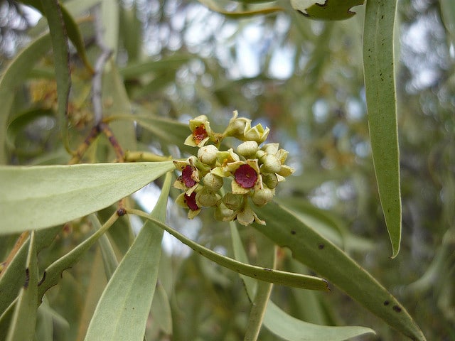 Santalum acuminatum