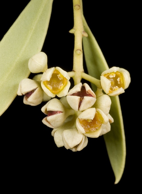 Santalum acuminatum