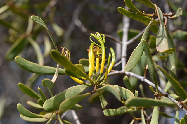 Santalum lanceolatum