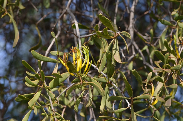 Santalum lanceolatum
