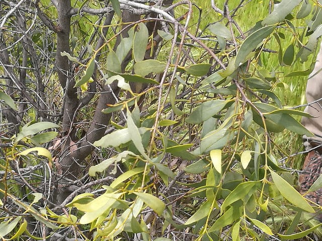 Santalum lanceolatum