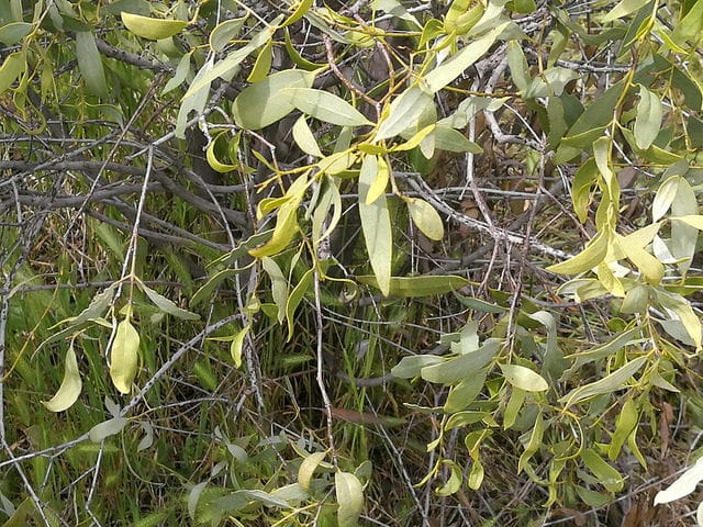 Santalum lanceolatum