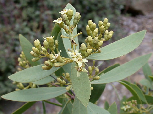 Santalum lanceolatum