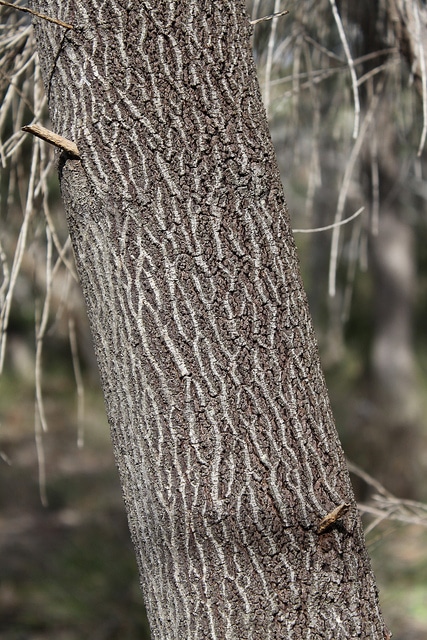 Santalum murrayanum
