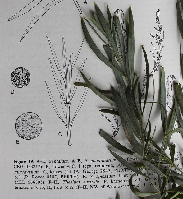 Santalum murrayanum
