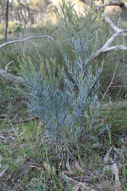 Santalum murrayanum