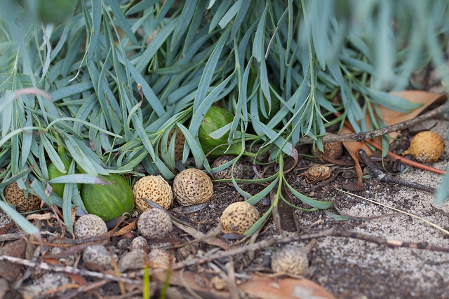 Santalum murrayanum