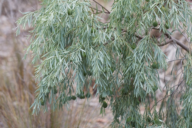 Santalum murrayanum