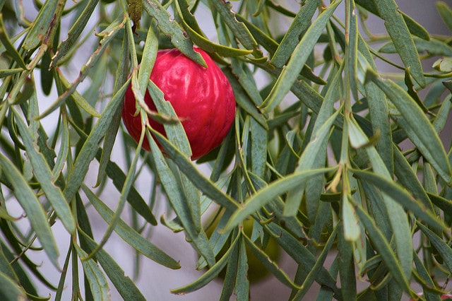 Santalum murrayanum (Santalum murrayanum)