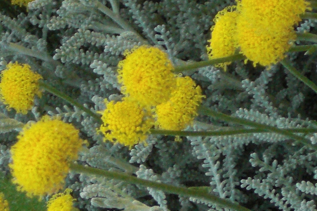 Santoline petit-cyprès (Santolina chamaecyparissus)