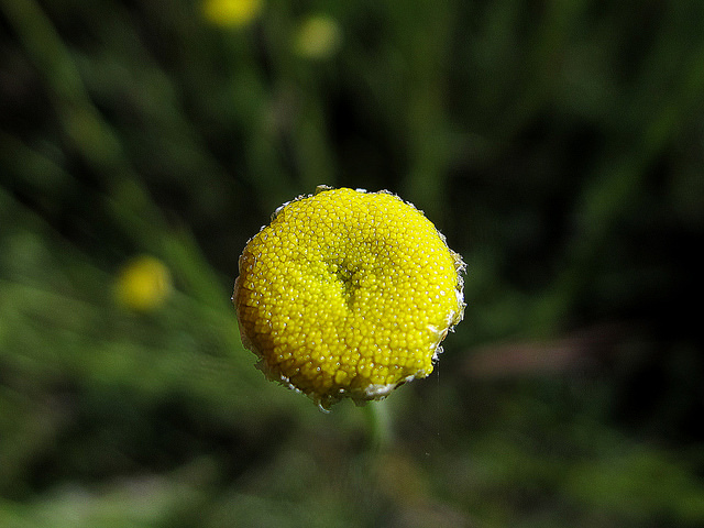 Santoline à feuilles de romarin (Santolina rosmarinifolia)