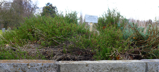 Santoline à feuilles de romarin