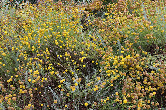 Santoline à feuilles de romarin