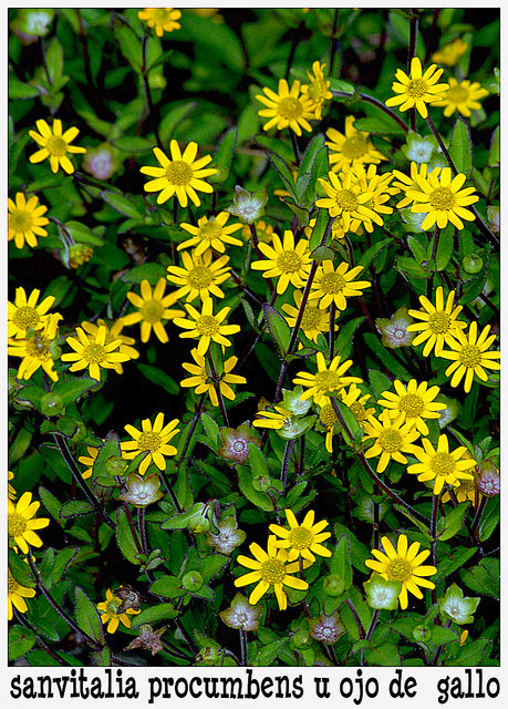 Zinnia nain (Sanvitalia procumbens)