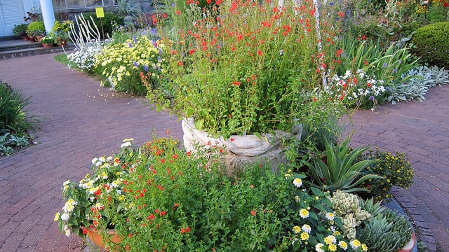 Zinnia nain