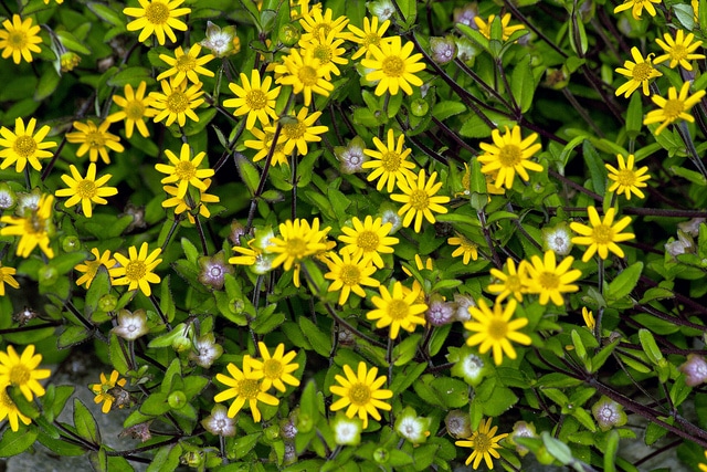 Zinnia nain