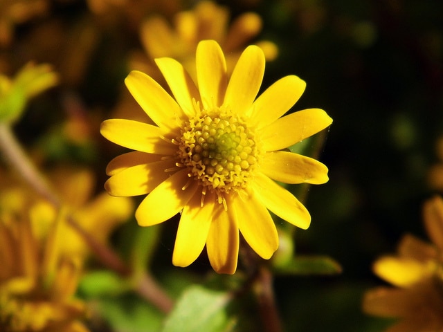Zinnia nain