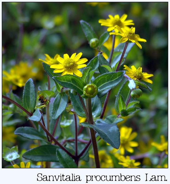 Zinnia nain