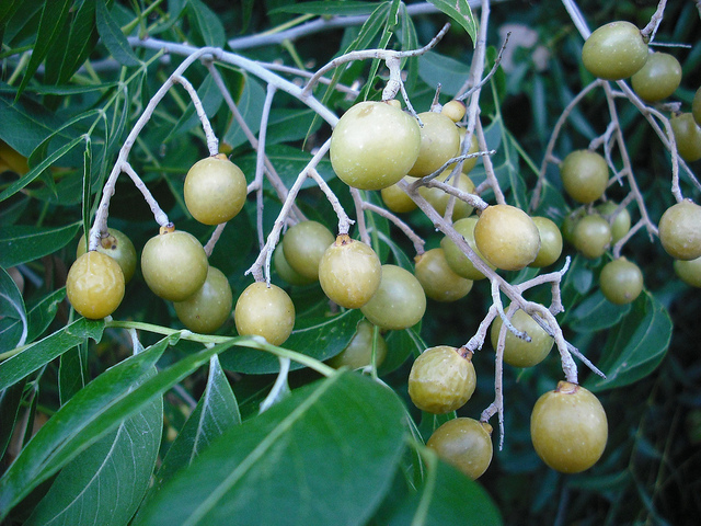 Arbre à savon