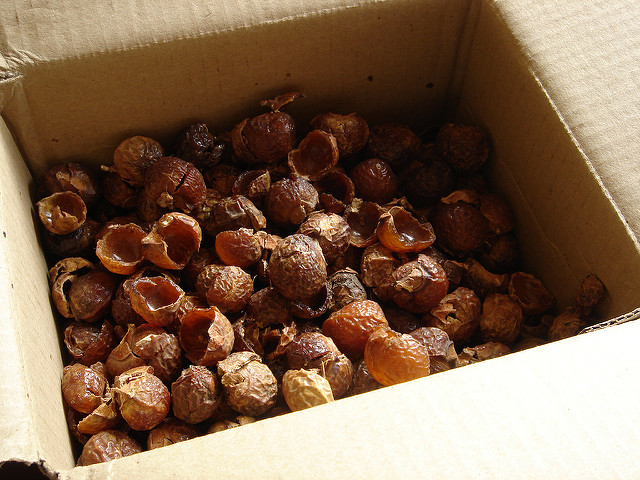 Arbre à savon (Sapindus mukorossi)