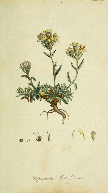 Saponaire jaune (Saponaria lutea)