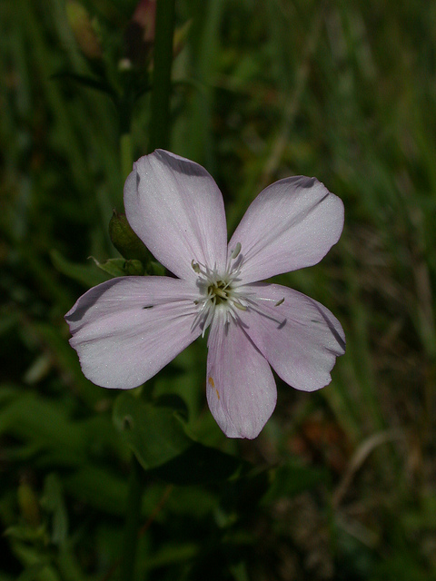 Saponaire officinale