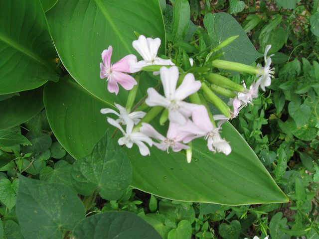 Saponaire officinale