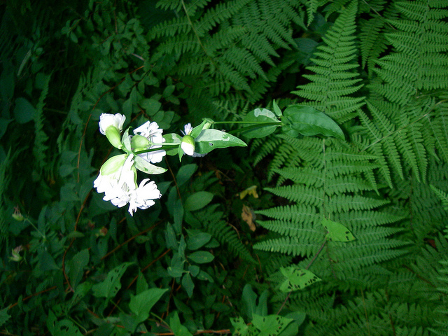 Saponaire officinale