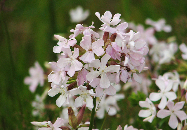 Saponaire officinale
