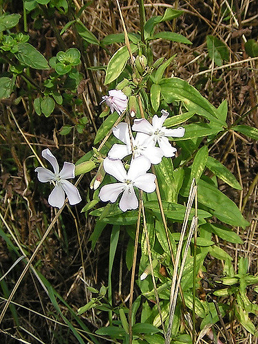 Saponaire officinale