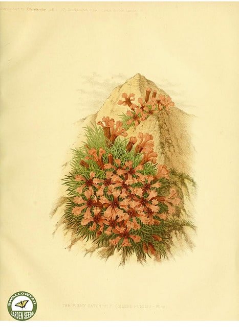 Saponaria pumilio