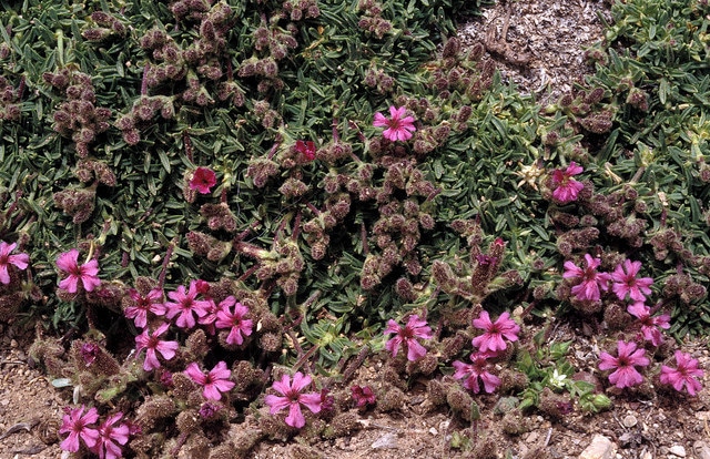 Saponaria pumilio