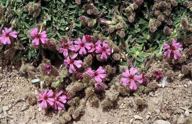 Saponaria pumilio (Saponaria pumilio)