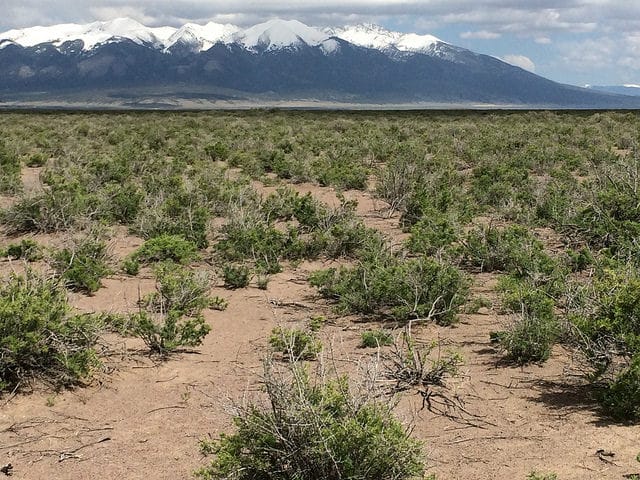 Sarcobatus vermiculatus