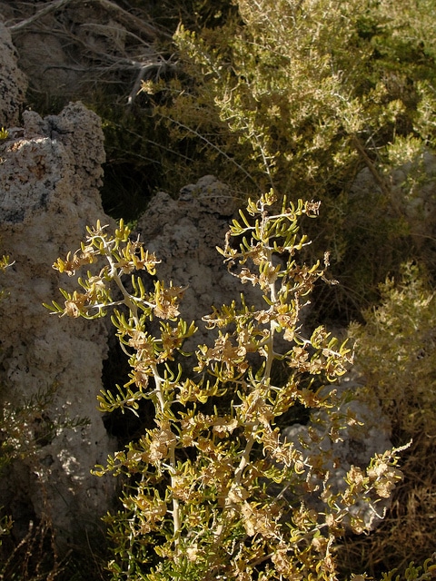 Sarcobatus vermiculatus
