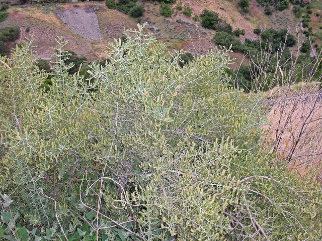 Sarcobatus vermiculatus