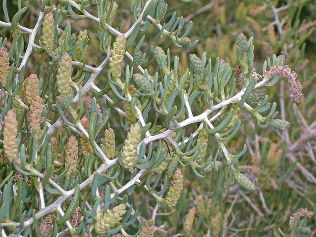 Sarcobatus vermiculatus