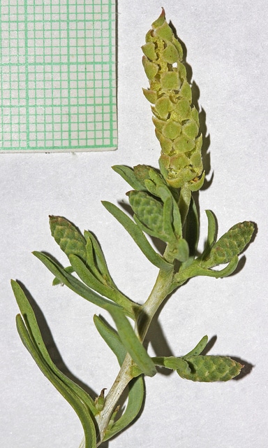 Sarcobatus vermiculatus