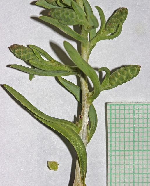 Sarcobatus vermiculatus